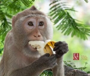 Why monkeys are so happy | Edison Institute of Nutrition Blog